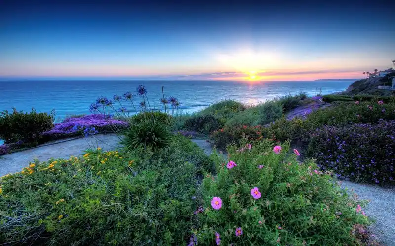 大海,花朵,海边,沿海,太阳,花朵,沿海印记大海壁纸图片