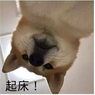 猫咪起床表情包