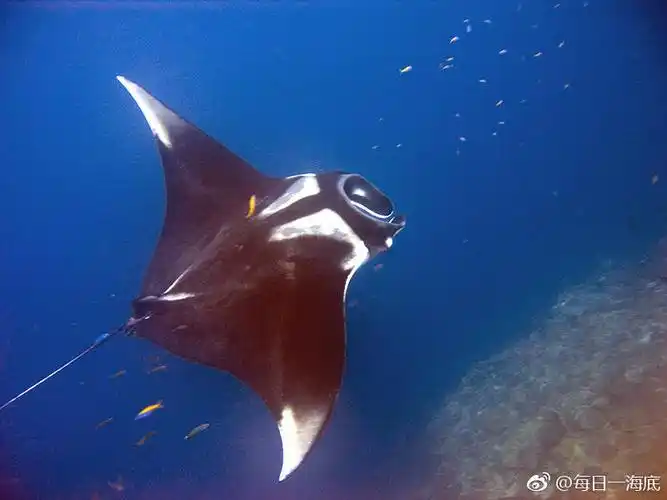 每日物种manta魔鬼鱼