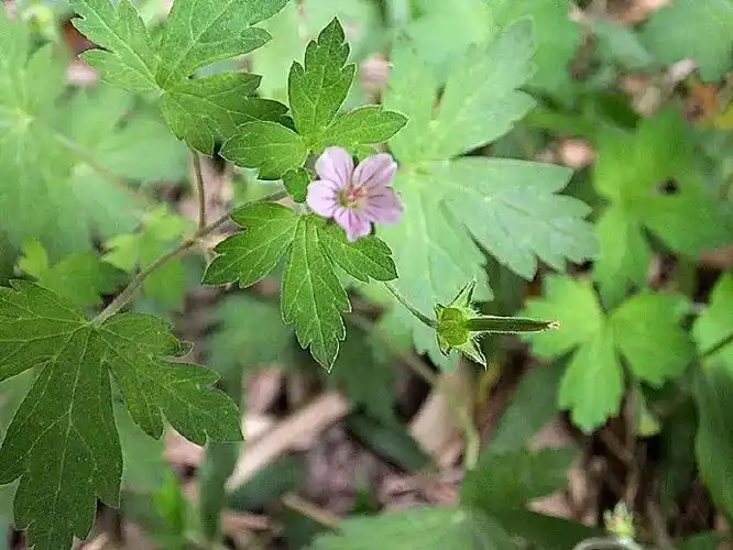 民间中草药:老鹳草