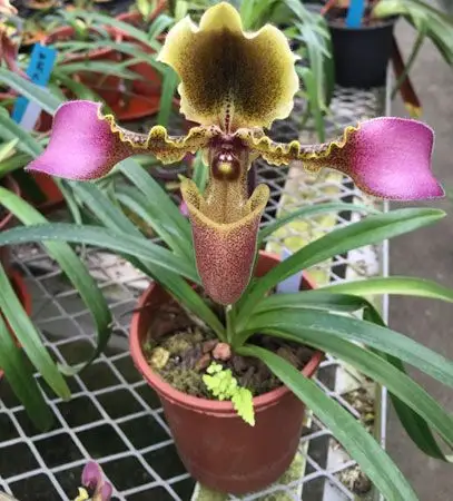 兰科植物品种名称及图片——带叶兜兰