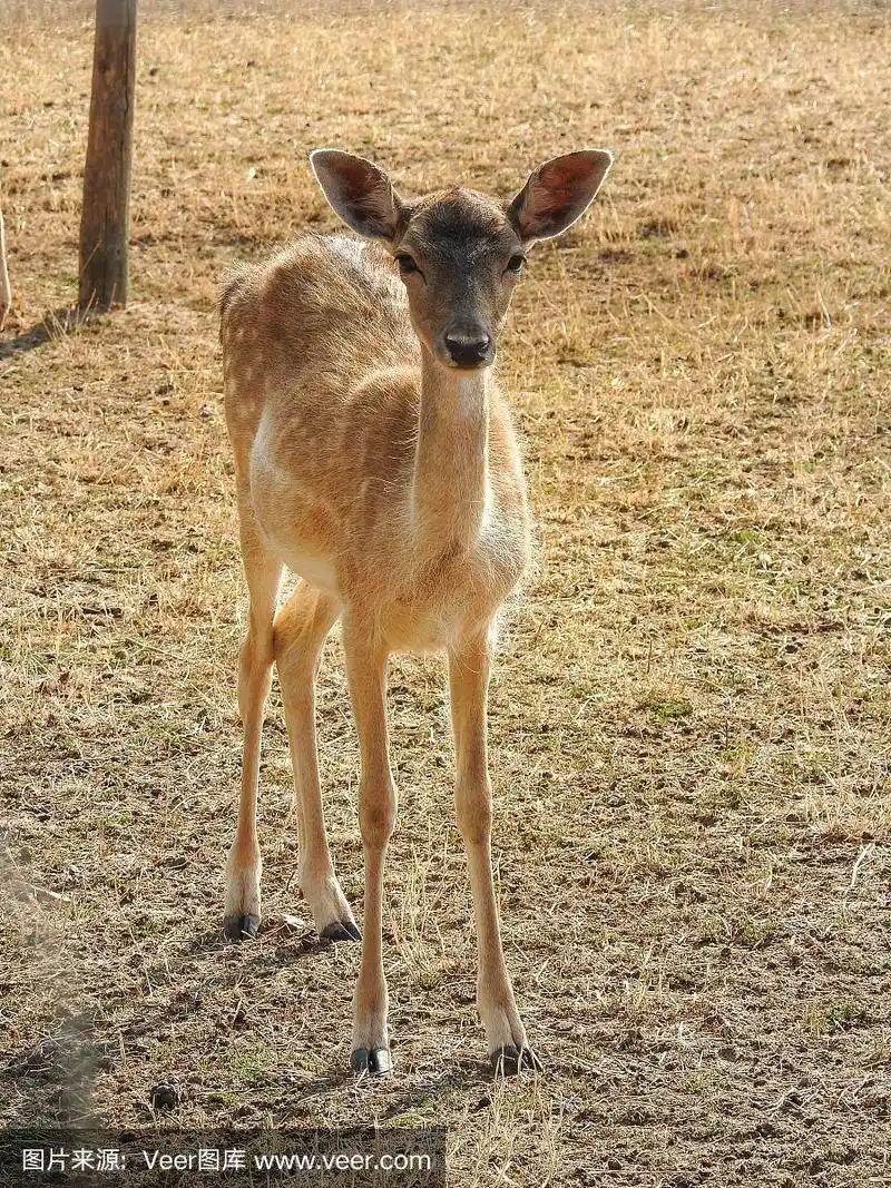 小马鹿在草地上