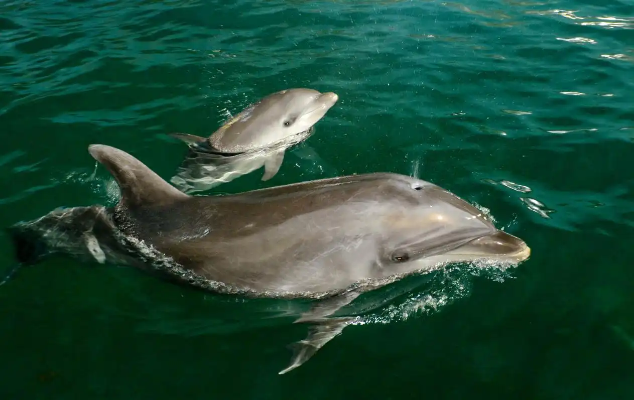 河北首例人工饲育自然分娩的瓶鼻小海豚健康满月