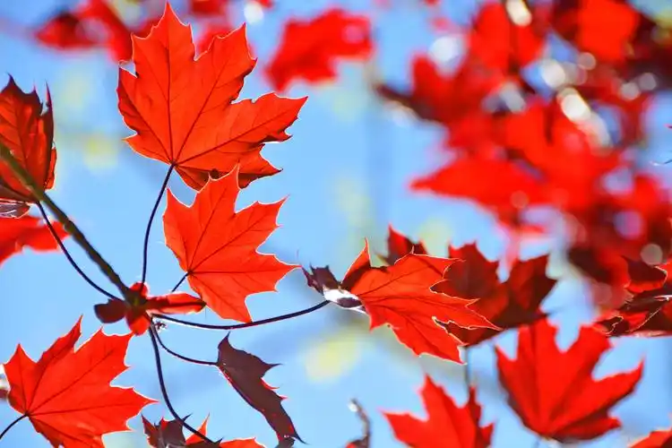 春天红色枫叶原创拍摄