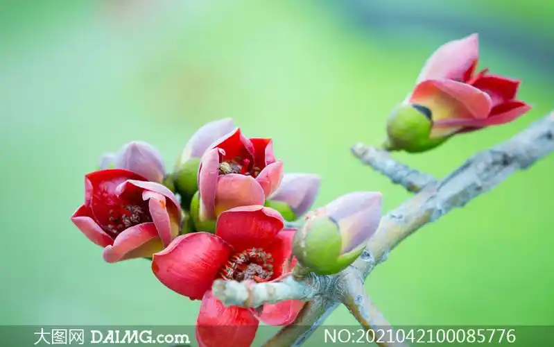 枝头上的木棉花和花苞特写摄影图片