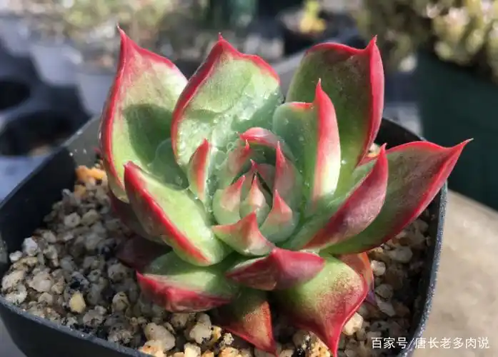 惊鸿一瞥自难忘——多肉惊鸿仙子,只听名字就很美,你养过没有?