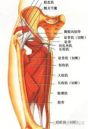 腿根总是肉太多?这五个动作,让你在家就能塑造完美大长腿! - 知乎