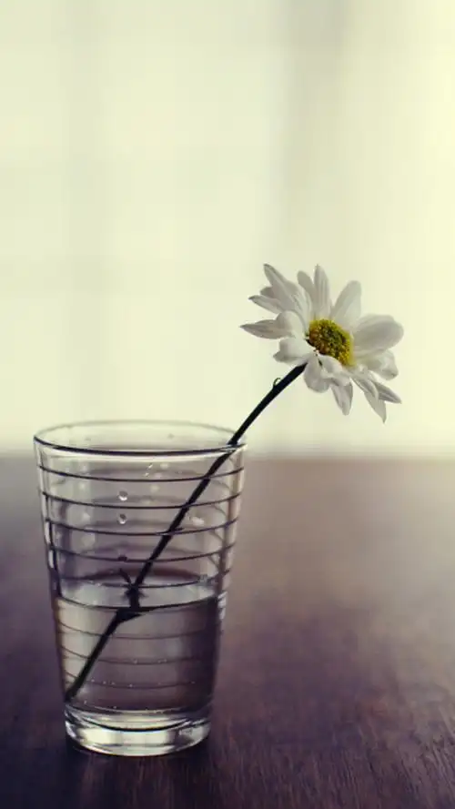 小清新壁纸唯美简约iphone清新花唯美图片