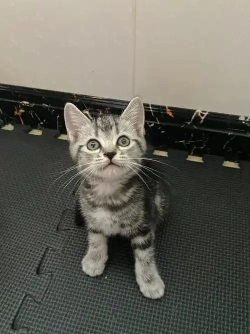 出美短弟弟两个月自己小猫无病无癣,会用猫砂会吃猫粮……坐标河南