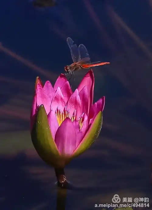 莲花池拍红蜻蜓