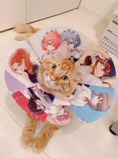 漫画家用嫌弃脸做了个猫项圈网友吐槽做成人用的一定能火