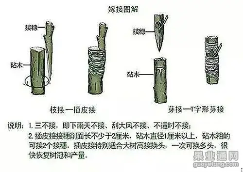 芽接定在秋季效果会更好