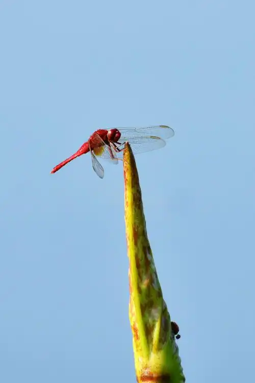 红蜻蜓
