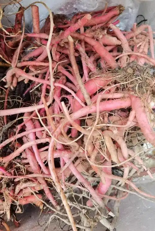 伟博新鲜天然青草红牛克膝红牛膝土牛膝倒钩草对节草怀牛膝倒扣草500g