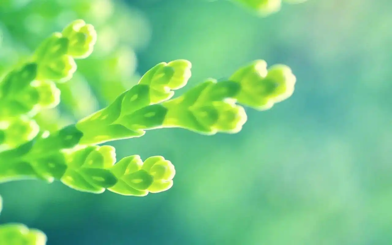 小清新养眼植物图片高清壁纸