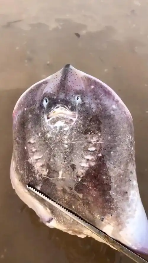 来到大海边看见了一条魔鬼鱼,它竟然有笑脸!