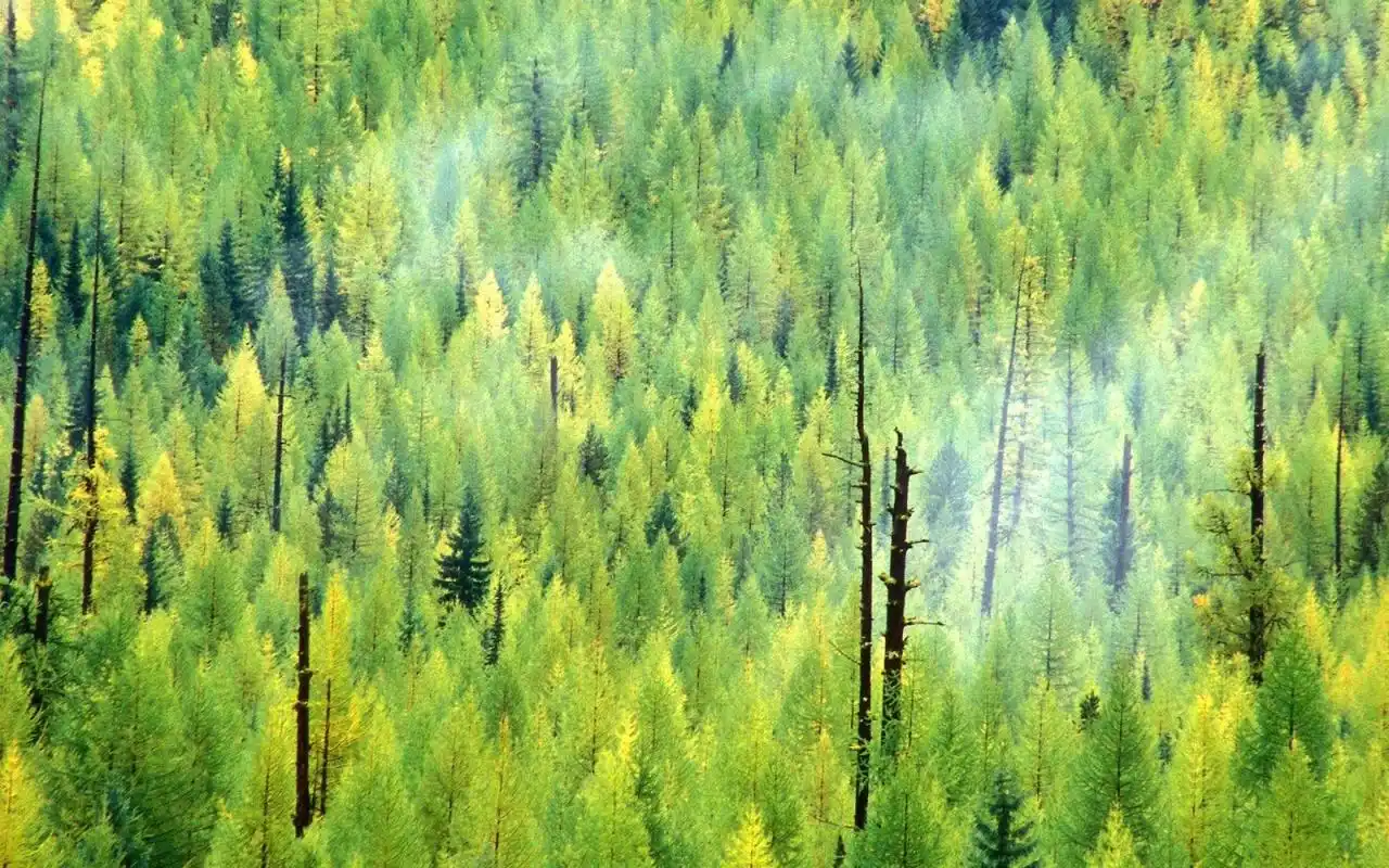 绿色自然风光优美高清图片壁纸高清大图预览1920x1200_风景壁纸下载