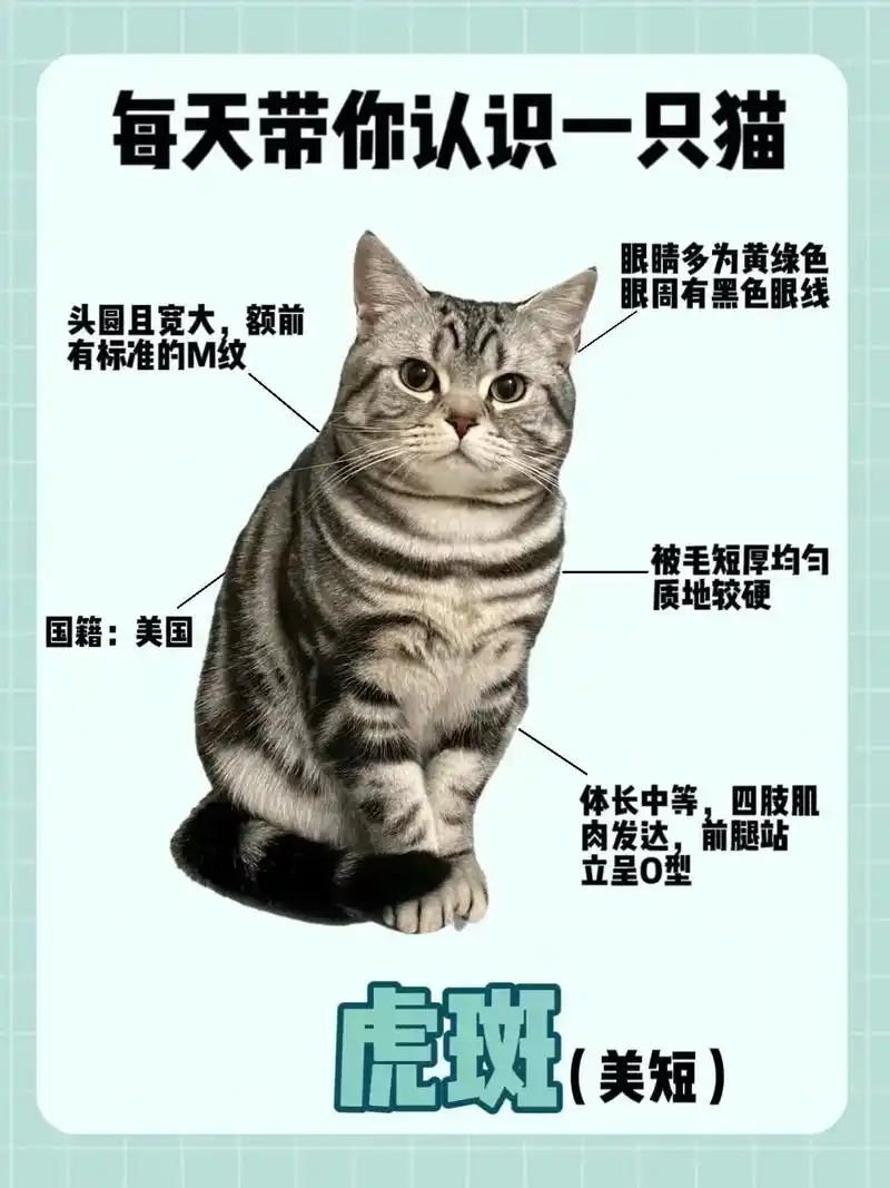 美短虎斑—美国版的"狸花猫"美短虎斑猫,是美国培育出来抓老鼠 - 抖音