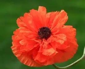 橙色重瓣罂粟 (植物)