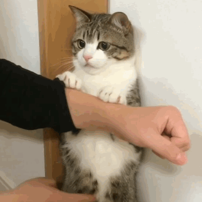 萌猫版壁咚~主银你要干神马!人家是正经喵~不约!