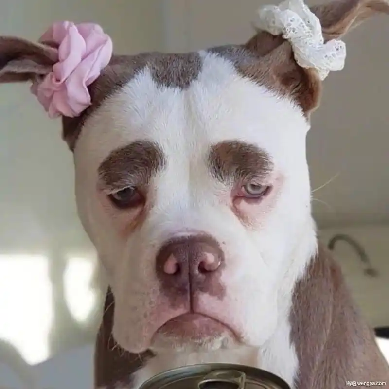 一组狗狗可爱头像 狗狗搞笑表情包 逗比表情包(17p)