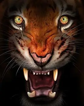 凶恶,虎,野生,出现,深影