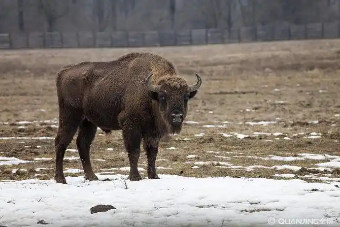 野牛图片_图片大全