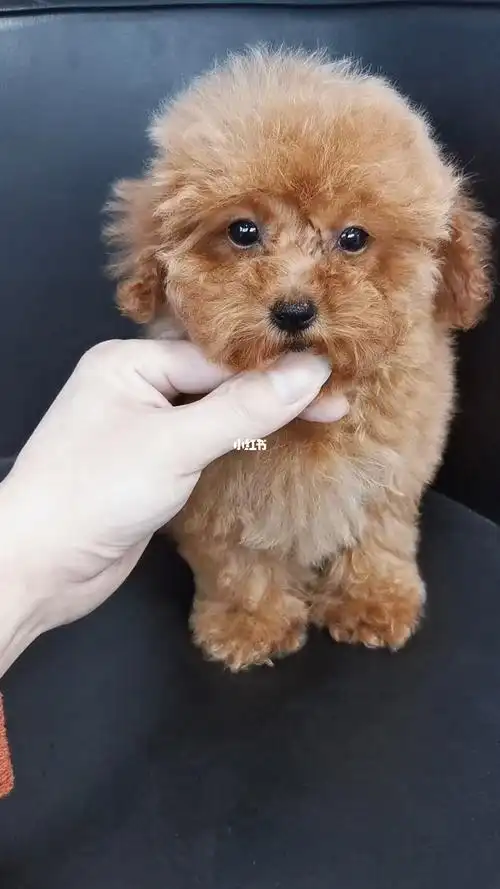 三个多月小体红泰迪