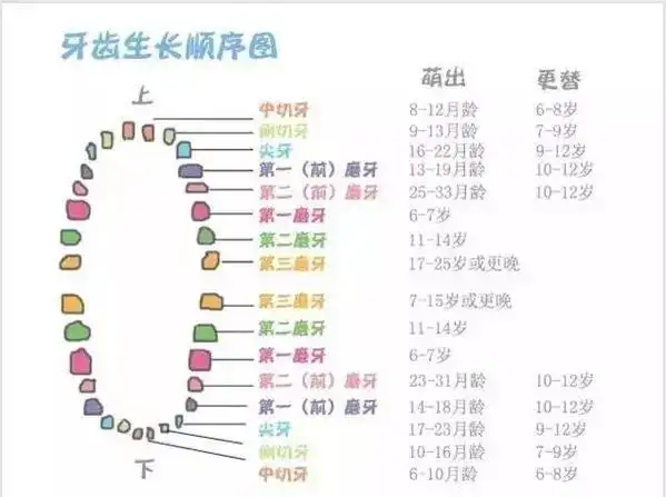 宝宝长牙的时间与规律