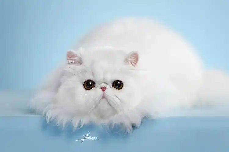 波斯猫-amyworks探须视觉338amyworks赛猫摄影英短猫-amyworks探须