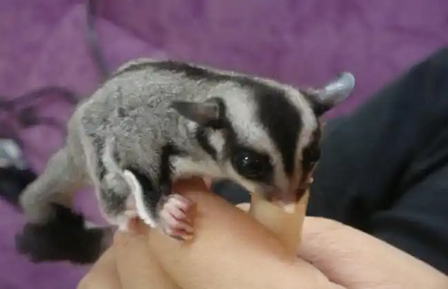 蜜袋鼯的养殖方法