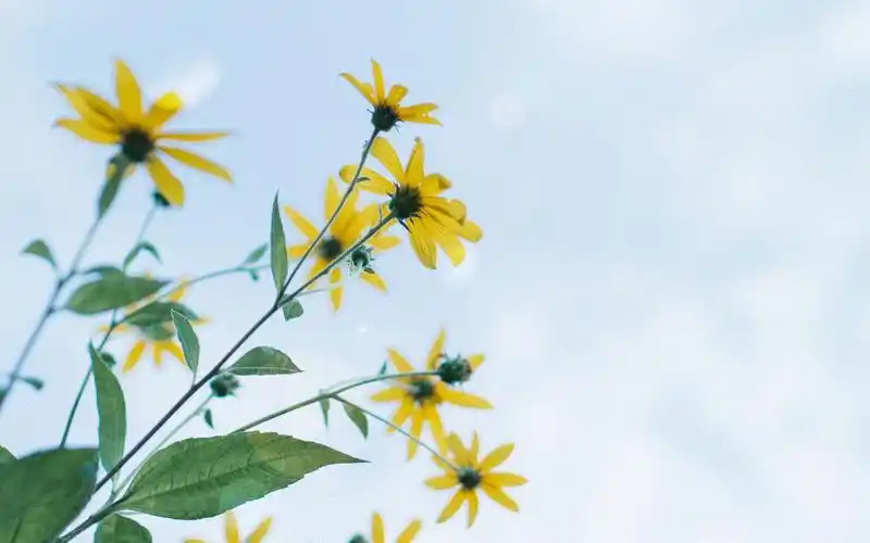 治愈系唯美花卉植物高清图片桌面壁纸