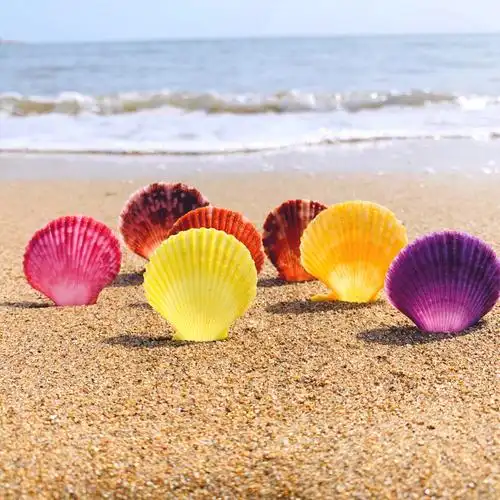 扇形贝 彩色贝壳 彩贝天然海螺小贝壳家装贝壳墙贴地台婚庆装饰画
