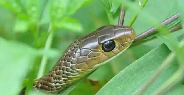 它,咱们当地话叫它"过树龙","黄肚龙",学名过树榕,也有地方叫灰鼠蛇