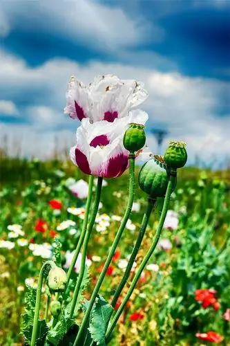 中文学名罂粟花拉丁学名papaver somniferum l别    称鸦片花,丽春花