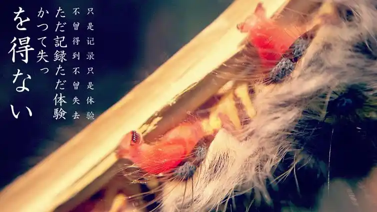 原创作品:《猫猫虫》