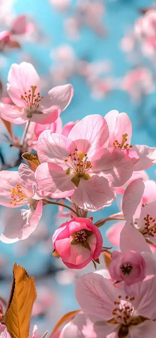 壁纸 花 桌面 640_1387 竖版 竖屏 手机