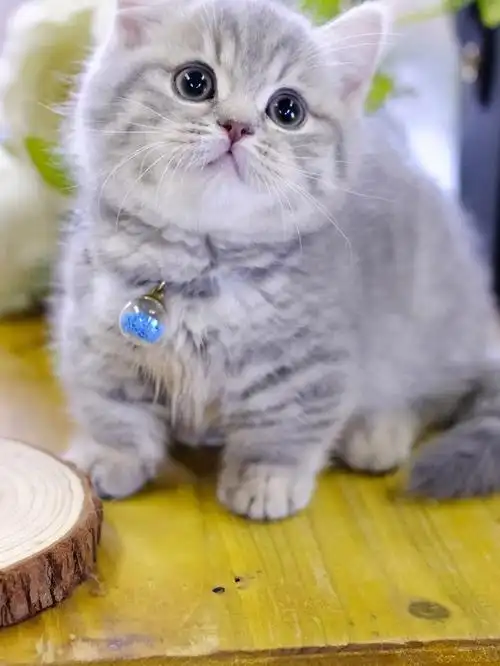 精品蓝虎斑曼基康矮脚猫曼赤肯短腿猫