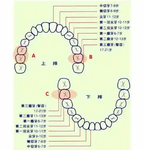 人体的牙齿分布图和我的拔牙顺序
