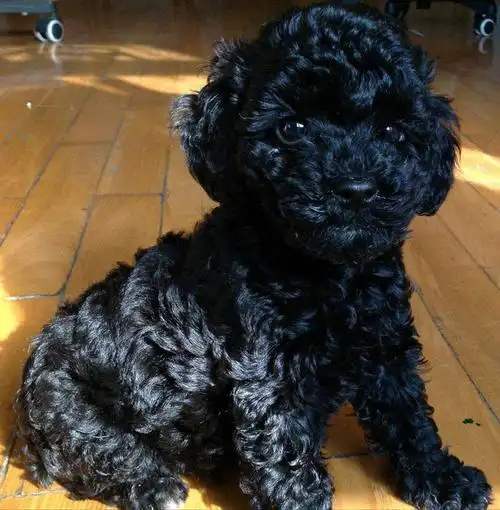 别养黑泰迪了,曝光它的"七大缺点",太可怕了