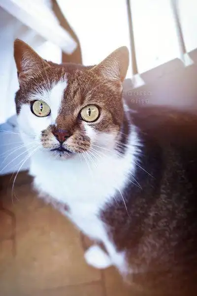 purr by eliseenchanted