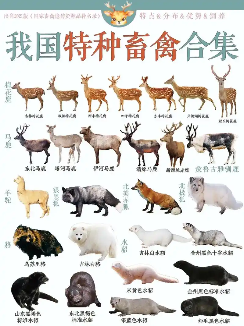 狗不属于特种蓄禽哦.因为它们已经被人类 - 抖音