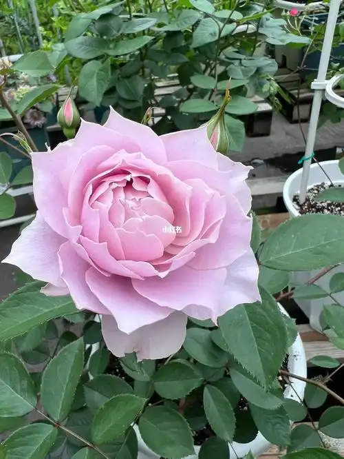 阴天 无滤镜幻紫的美人尖尖～#月季#幻紫