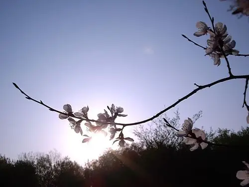 【图片9】五一献礼--梅花与太阳--蜂鸟论坛照片套图