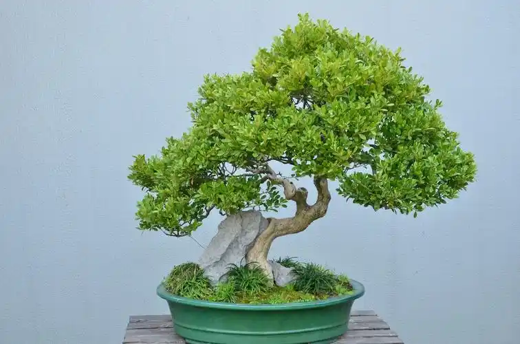 瘦西湖之扬派盆景博物馆