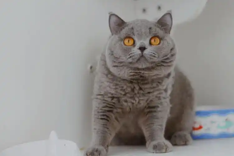 cfa英国短毛猫 蓝弟弟