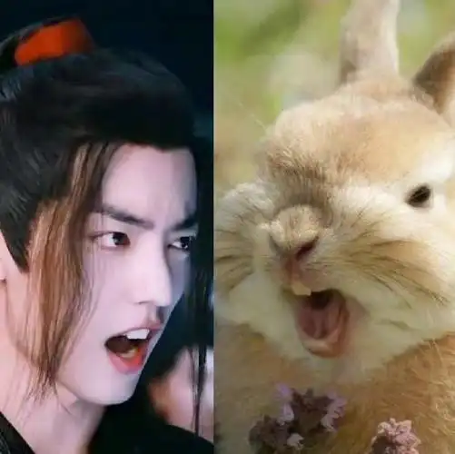 肖战与兔兔的适配度