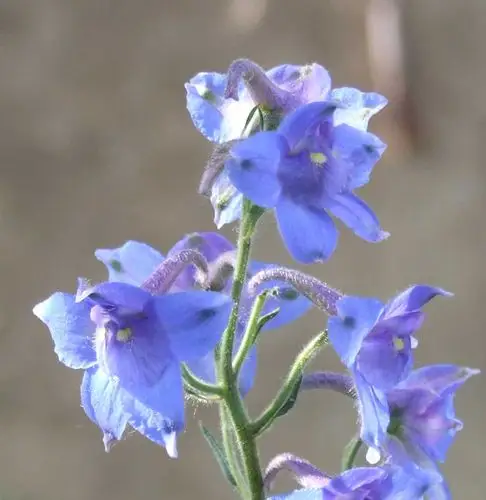 五台山野生花卉之四翠雀