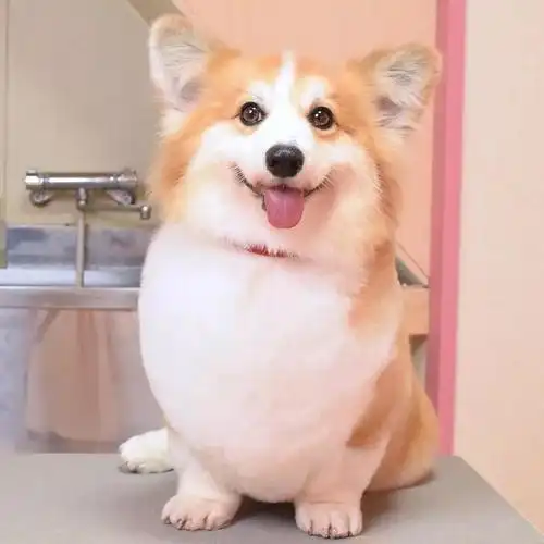 柯基吃什么对毛发好(柯基吃什么对毛发好?柯基美毛吃什么好?