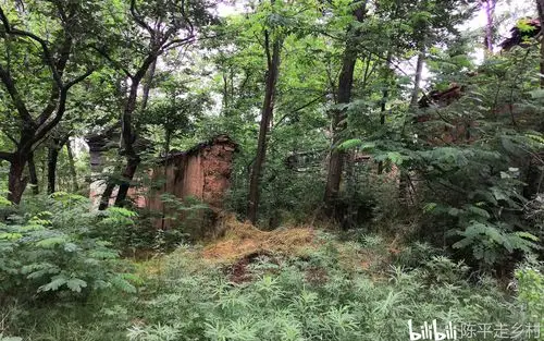 秦岭密林中发现个破宅子,可能有隐士在此住过,阴森森的能拍鬼片